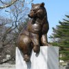 Life Size Bronze Bear Sculpture For Sale