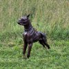 Bronze Boxer Dog Sculpture For Sale