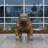 Bronze Bulldog Statue For Sale - Image 3