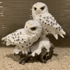 Resin White Owl Figurine For Sale