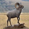 Outdoor Bronze Big Horn Sheep Sculpture For Sale - Image 3
