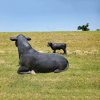 Farm Fiberglass Black Angus Cow Statue - Image 4