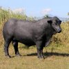 Farm Fiberglass Black Angus Cow Statue