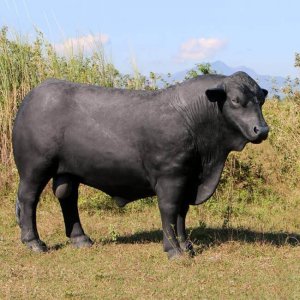 Farm Fiberglass Black Angus Cow Statue