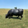 Farm Fiberglass Black Angus Cow Statue - Image 3