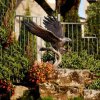 Bronze Bald Eagle Statue For Sale - Image 3