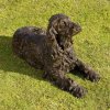 Bronze Irish Setter Statue For Sale - Image 2