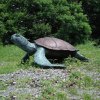 Bronze Sea Turtle Statue For Sale - Image 4