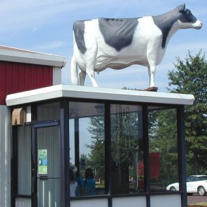 Outdoor Fiberglass Cow Statues For Sale