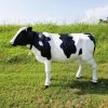Outdoor Fiberglass Cow Statues For Sale - Image 3