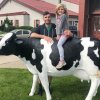 Fiberglass Life Size Cow Statue For Sale - Image 4