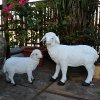 Life Size Fiberglass Lamb Statue - Image 3