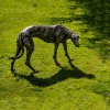 Lurcher Bronze Sculpture For Sale - Image 2