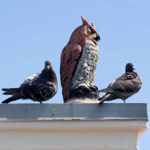 Resin Owl Statue For Roof For Sale