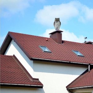 Resin Owl Statue On Roof For Sale