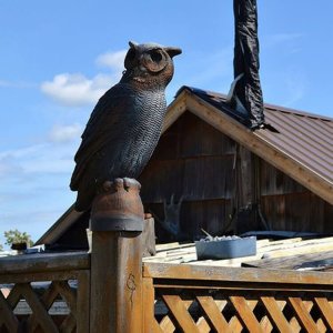 Resin Owl Statues On Buildings For Sale