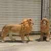 Factory Wholesale Resin Lion Sculpture